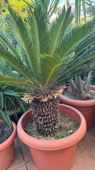 Palmera Sago en Maceta Grande