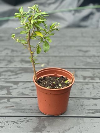 Planta de baya de Goji