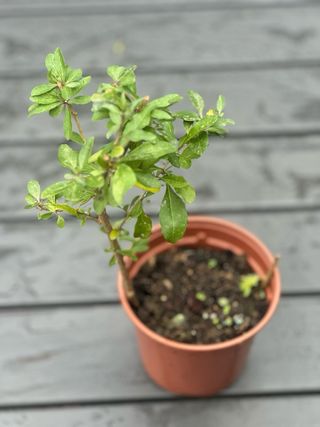 Planta de baya de Goji