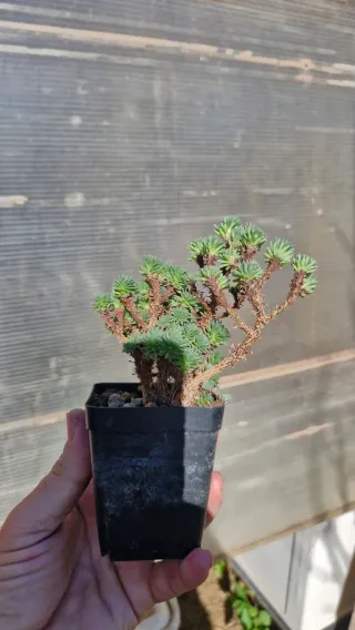 Sedum Multiceps