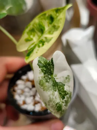 Alocasia Frydek Variegata
