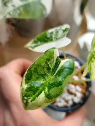 Alocasia Frydek Variegata