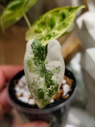 Alocasia Frydek Variegata