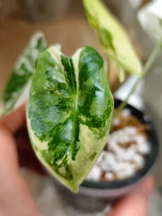 Alocasia Frydek Variegata