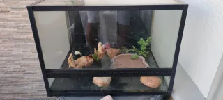 Terrario de cristal y plástico