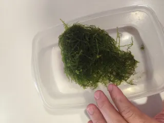 Porción grande Musgo Christmas