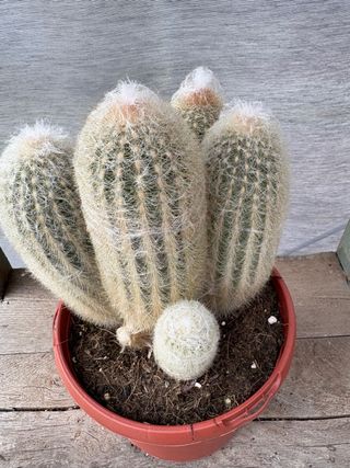Cactus con hijuelos
