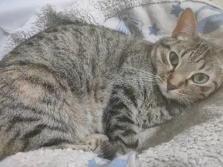 Cuidadora de gatos a domicilio