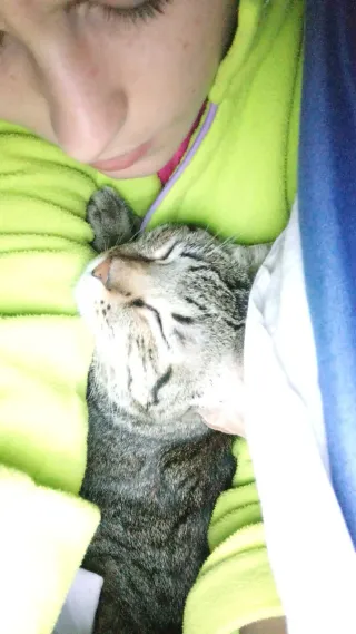 Cuidadora de gatos a domicilio