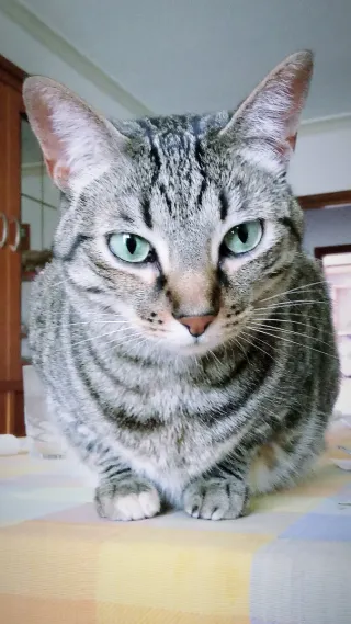 Cuidadora de gatos a domicilio