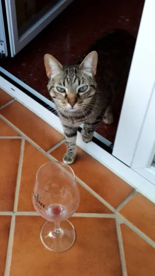 Cuidadora de gatos a domicilio