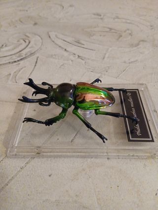 Phalacrognathus muelleri insetto