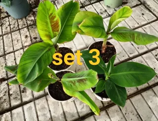 Set 3 Banano