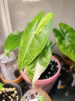 Alocasia Nairobi Nights Cormo