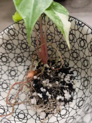 Alocasia Nairobi Nights Cormo