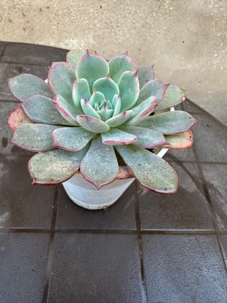 Echeveria Azulita planta suculenta