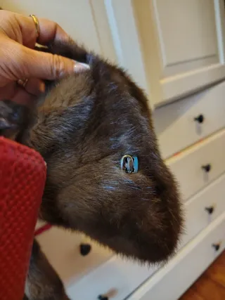 Chaqueta de piel alta peletería lujo