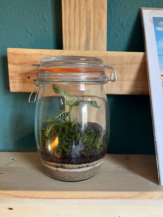 Terrario Jardín Eterno con Plantas Naturales