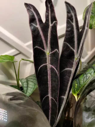 Alocasia longinova purple Cormo