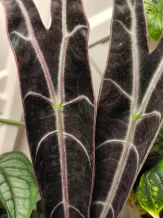 Alocasia longinova purple Cormo