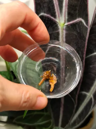 Alocasia longinova purple Cormo