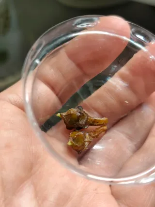 Alocasia longinova purple Cormo