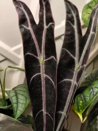 Alocasia longinova purple Cormo