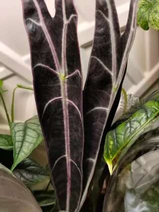Alocasia longinova purple CORMO