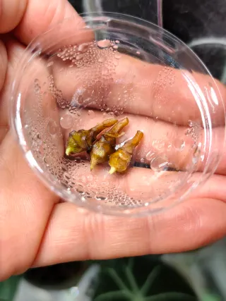 Alocasia longinova purple CORMO