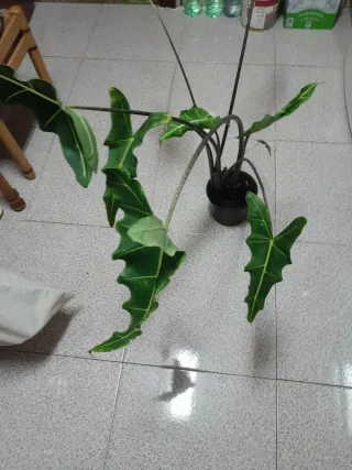 Alocasia Sariana Maceta 20cm
