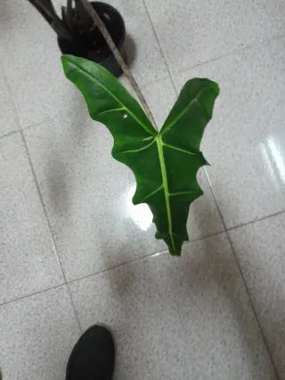 Alocasia Sariana Maceta 20cm