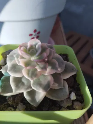 Sedeveria Rolly variegada
