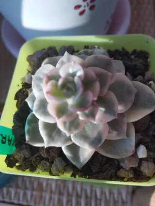 Sedeveria Rolly variegada