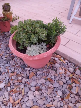 Suculentas Variadas en Maceta