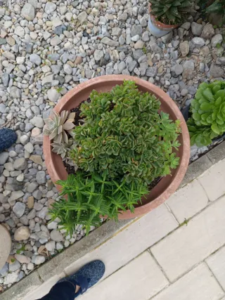 Suculentas Variadas en Maceta