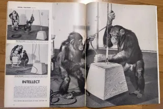 LIFE. January 2, 1950. Michelangelo's Sistine ceil