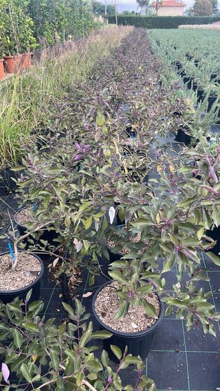 VITEX TRIFOLIA PURPUREA