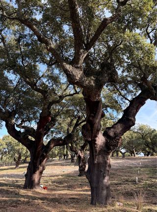 Finca rústica con alcornoques