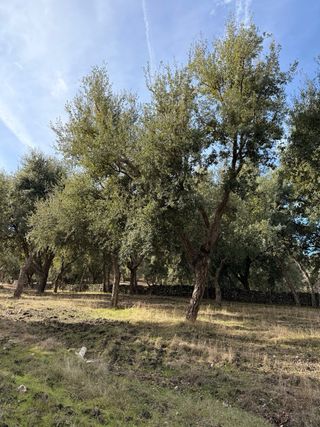 Finca rústica con alcornoques