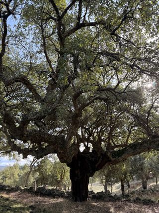 Finca rústica con alcornoques