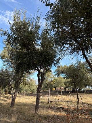 Finca rústica con alcornoques