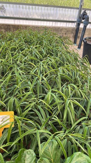 Ficus Alii Binnendijkii