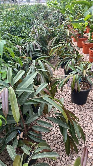 Ficus Binnendijkii Amstel King