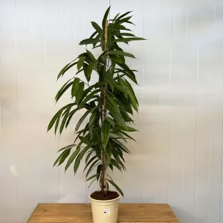 Ficus Binnendijkii Amstel King