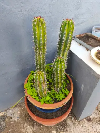 Cactus en maceta