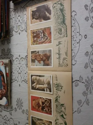 Álbum Cromos Naturaleza Viva Completo