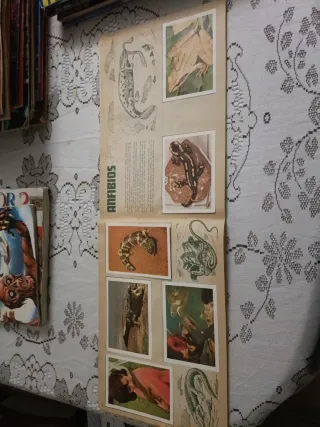 Álbum Cromos Naturaleza Viva Completo