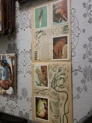 Álbum Cromos Naturaleza Viva Completo