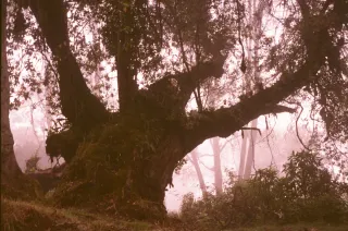 Olympus Trip 35 Cámara Analógica