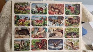 3 Láminas Hemma Animales Salvajes Vintage
